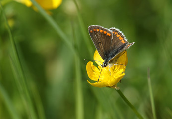A beautiful Brown Argus Butterfly, Aricia agestis, nectaring on a Buttercup flower in a meadow in springtime.