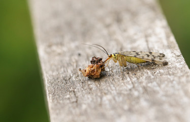 A female Scorpion Fly, Panorpa communis, perching on a wooden fence at the edge of woodland. It is feeding on a dead insect.