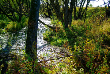 small river overgrown with grass and trees, Russia