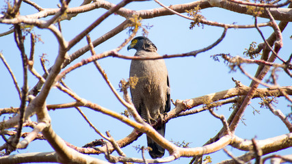 Crested Serpent Eagle (Spilornis cheela) Eagle at kerwa dam bhopal