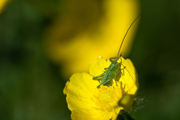 Im Mai im Garten