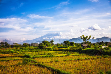 rice field with mountain view