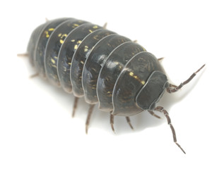 Common pill bug, Armadillidium vulgare isolated on white background, macro photo