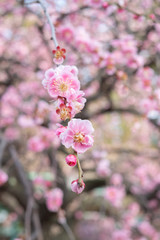 Plum in Miyake Shrine in Osaka, Japan