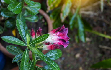 Beautiful Desert rose flower in the garden with blurry green leaf in the background