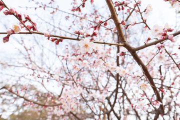 Plum in Miyake Shrine in Osaka, Japan