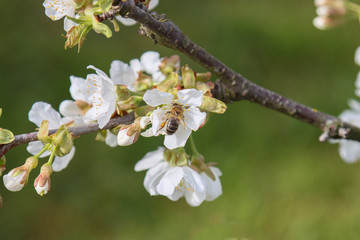 Cherry flowers are pollinated by a bee.