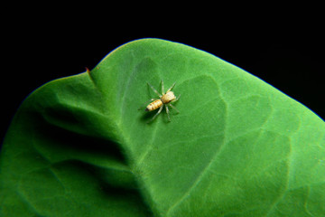 White small spider on green leaf