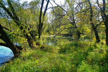 Fototapeta na wymiar small river overgrown with grass and trees, Russia