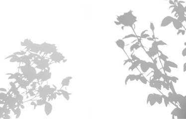 shadows of roses flower and leaf  on white background