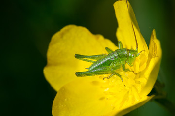 Im Mai im Garten