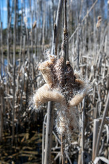 Typha latifolia seed head, Finland