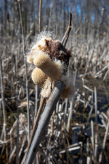 Typha latifolia seed head, Finland