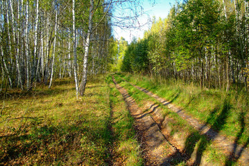 dirt road through a field in autumn, Russia