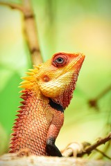 lizard on a tree