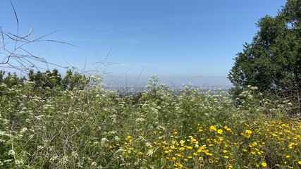 field of dandelions