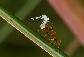 Red Ant with they babies