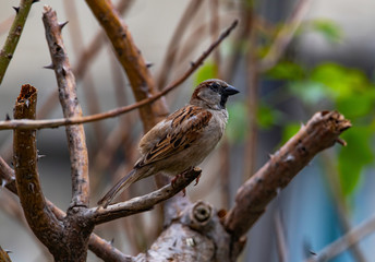 A male house sparrow (Passer Domesticus) perched on a tree branch