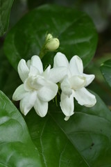 Fototapeta na wymiar white flowers of a tree