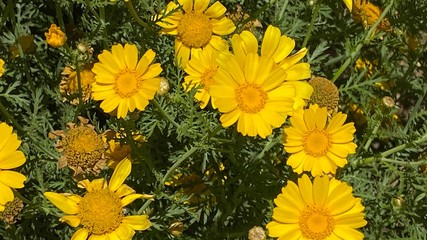 yellow flowers in the garden