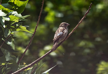A female house sparrow (Passer Domesticus) perched on a tree branch