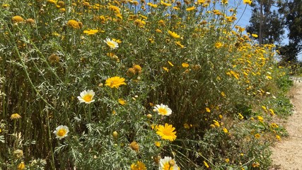 field of yellow flowers