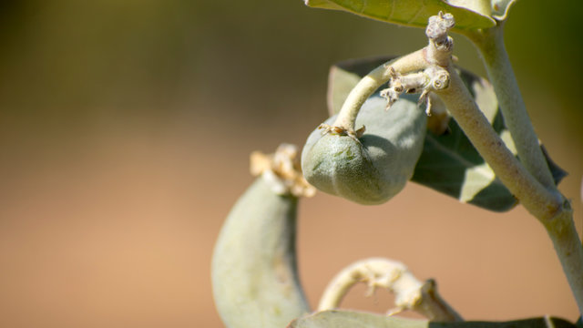 Calotropis gigantea (crown flower)  Violet aak aakao flower Fruit Leaf Plant