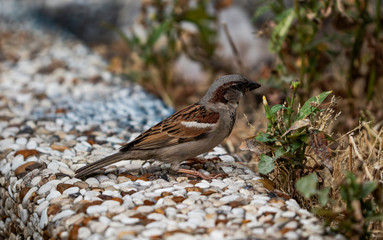 A male house sparrow (Passer Domesticus) catching and eating bugs