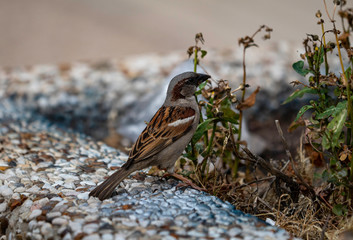 A male house sparrow (Passer Domesticus) catching and eating bugs