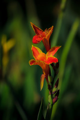 Flowers, morning, canna lily, orange-yellow in the garden, nature