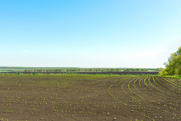 Fototapeta na wymiar Agricultural field with sprouted sunflower sprouts on a clear spring day