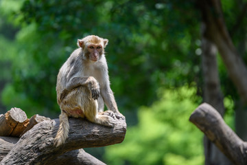 Monkey sitting on the tree
