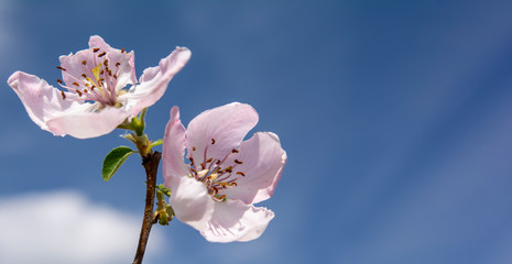 a flowering branch of Quince against the blue sky close-up, free space