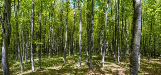panoramic landscape in the green forest