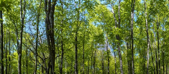 panoramic landscape in the green forest