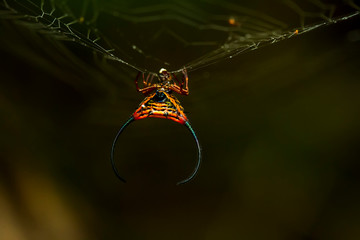 Horned spider