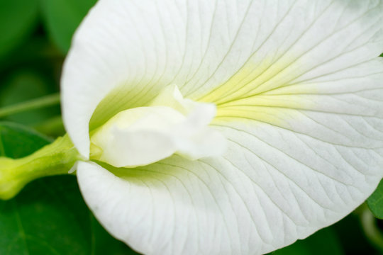 White Clitoria ternatea aparajita flower closeup