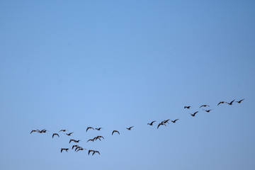 Flying geese. Spring season. Birdwatching in Lubana, Latvia.