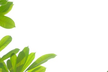 Fototapeta premium Devil tree leaves with branches and day light on white isolated background for green foliage backdrop and copy space