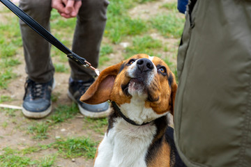Uparty pies na smyczy © Heroc