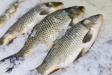 A row of fresh fish on ice at a market counter. Close-up. Healthy eating