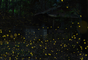 firefly(luciola parvula) in the forest