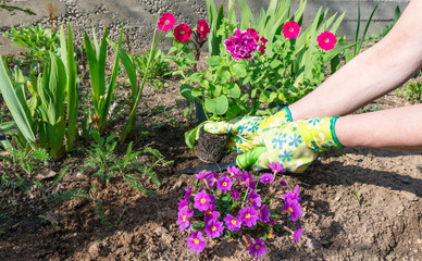 Gardener's hands in bright gloves hold a pink petunia flower with a root for transplanting into the mixborder soil. Landscaping and landscaping of a garden plot.