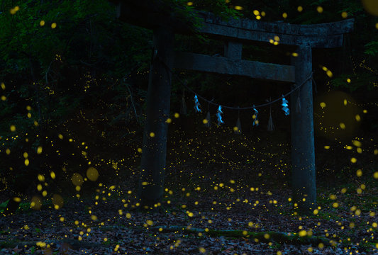 firefly(luciola parvula) in the forest