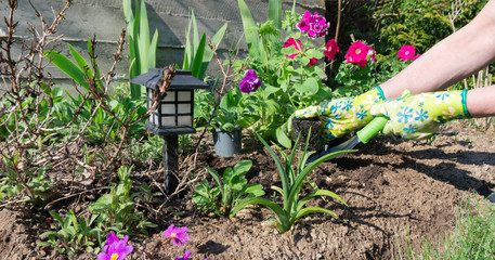 Solar powered garden lamp in landscaping. Spring transplantation of flower seedlings of pink cascading petunia into the soil. Hands of a gardener plant plants in the ground.