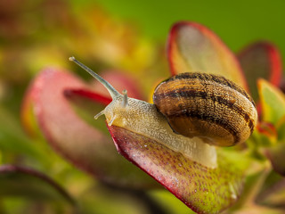 Macro photography of a snail on a plant.