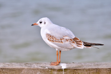 Möve