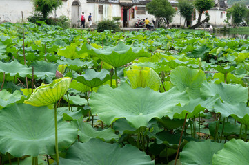 Lotus plants decorate Moon Pond in Hongcun.
