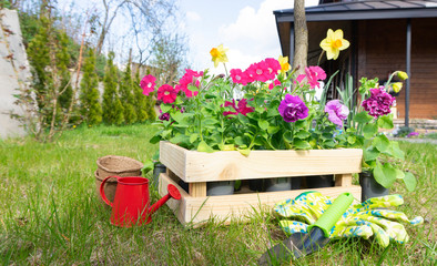 Petunia seedlings in a wooden box with garden tools, a watering can, bright gloves on a grassy lawn against the background of a beautiful cottage. Planting work in the garden in early spring.