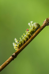 Green Caterpillar